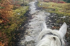 On Bear Claw Trail