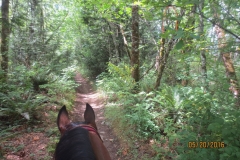 Tower Trail