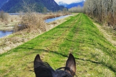 Pitt River dykes near Pitt lake