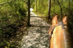 Tim's Trail