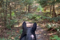 On Tower Trail
