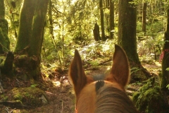 Shoesmith area trail