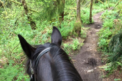 Horses love a dirt trail like on Bear Ridge Trail