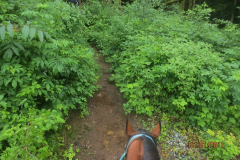 Berry bushes flank Tower Trail at the hilltop plateau