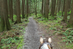 Clear trail on George's Way