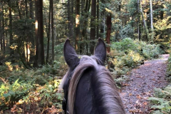George's Way Trail