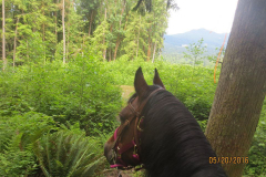 2016: Tower Trail, heading west to 108 Ave trailhead (these west-side segments were renamed Larry Bremner & Appaloosa)