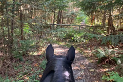 Tower Trail
