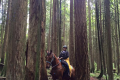 Among the trees of Tower Trail