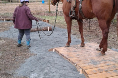 Guiding horse in-hand through the obstacles