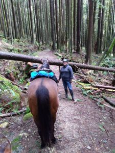 Horse and person provide perspective in photo of large fallen tree blocking trail.